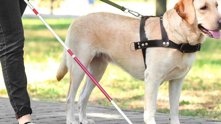 В Краснодаре оштрафовали кафе, в которое не пустили инвалида с собакой-проводником