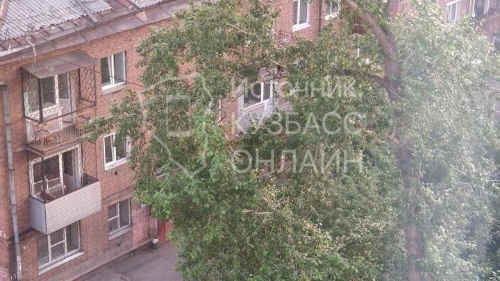 Жителей Новокузнецка достали вороны