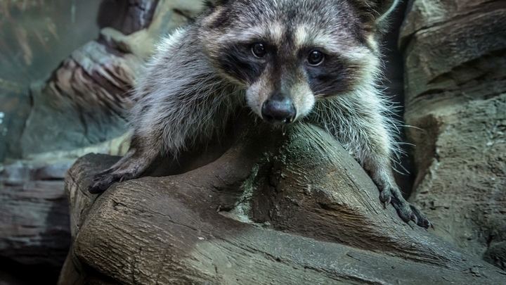 В Армавире мужчину укусил больной бешенством енот
