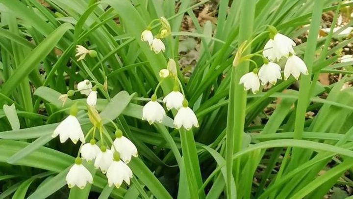 В Сочи зацвел редкий и ядовитый Белоцветник