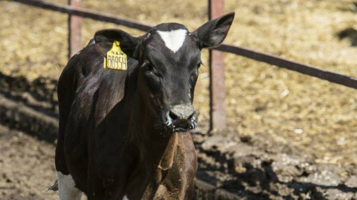 В Сочи школьники спасли телёнка, угодившего в яму