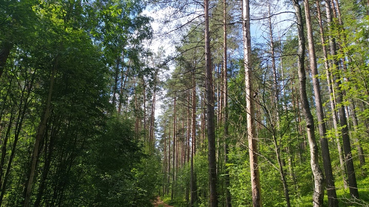 В Вознесенском районе третий день ищут пропавшую в лесу женщину