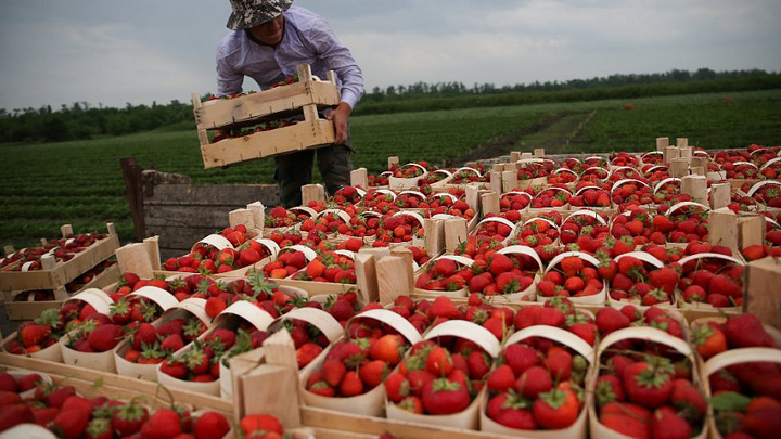 Кубанские фермеры поставят продукты в торговые сети на новых условиях