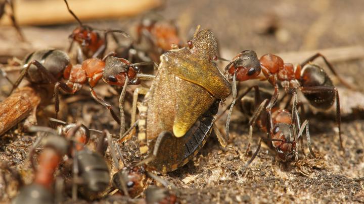 Нашествие прожорливых красных муравьёв: Грозит ли России новая беда Европы?
