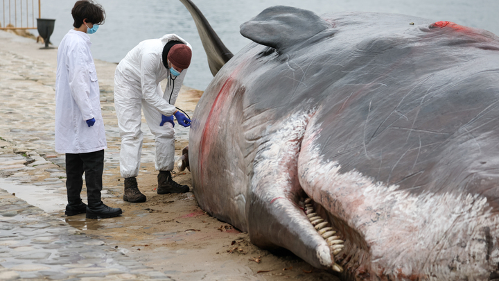 Учёные проведут вскрытие самого редкого кита в мире