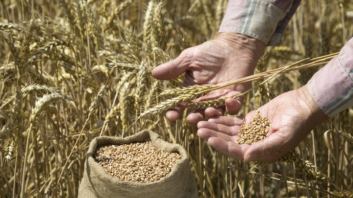 США намерены обеспечить безопасность экспорта из России при ее возврате к зерновой сделке