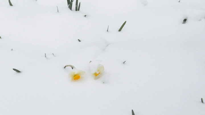 Виноваты бегущие волны: Вильфанд объяснил погодные аномалии весны