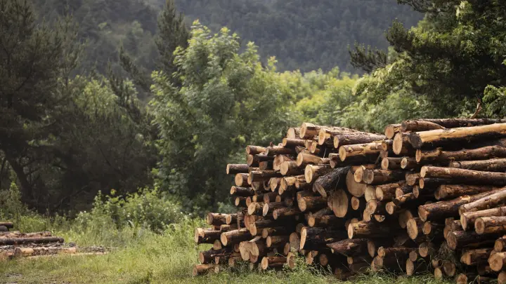 Из России - дешевле: Финский рынок древесины замер в ожидании решения украинского конфликта