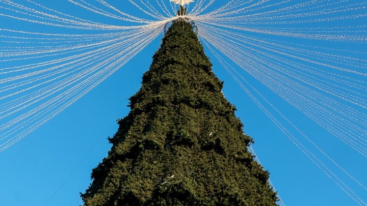 Что грозит за незаконно срубленную ёлку: Эксперты дали ответ