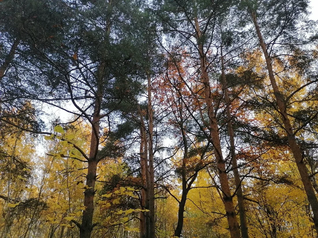 В пермских лесах усилено патрулирование в канун Нового года