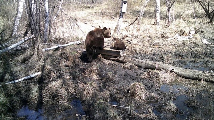 Медведи попали в фотоловушку в одном из заказников Новосибирской области