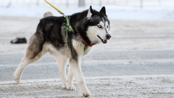 За еду могут убить: ветврач о причинах агрессии маламута, загрызшего младенца