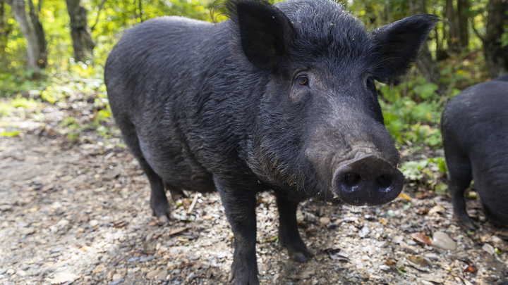 Дикий кабан вышел к людям на окраине Краснодара