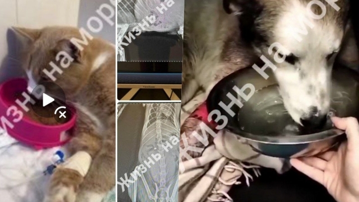 Полиция Геленджика разыскивает живодёра, отстреливающего из ружья кошек и собак