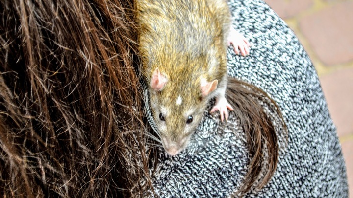 Это перебор: Жириновский оторопел от поцелуя с крысой