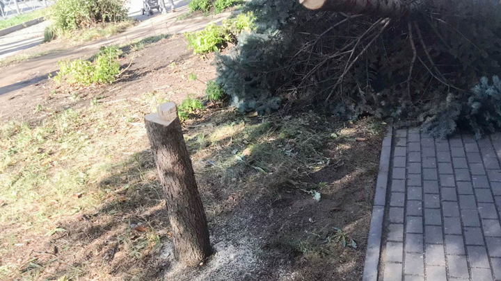 Спилившему голубую ель на улице Горького во Владимире грозит 2 года лишения свободы