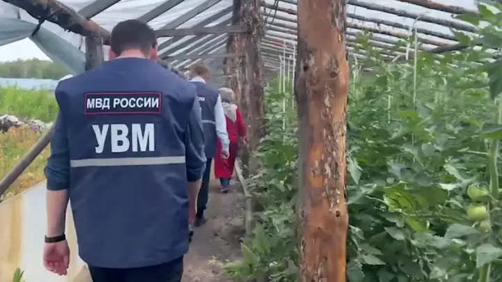 Мигранты собрали зелёные помидоры по фэншую под Челябинском