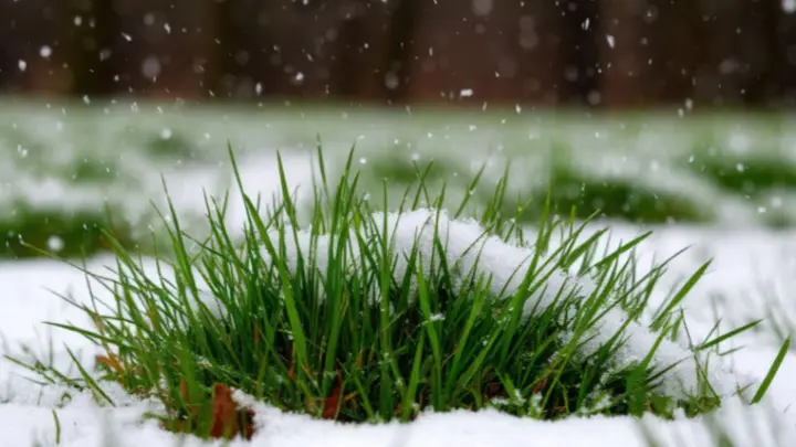 Тишковец: в Подмосковье минувшей ночью выпал снег