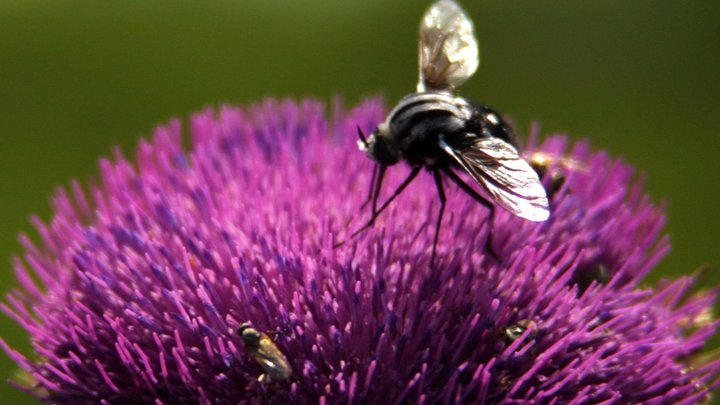 Осенью ещё страшнее: Энтомолог предупредила об опасном насекомом-кровопийце