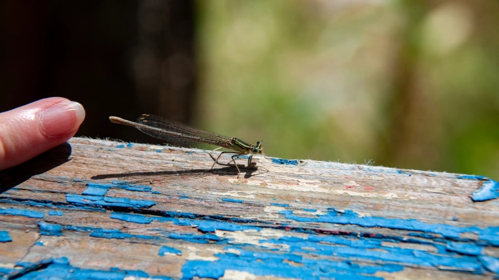 Жители Самары обнаружили метровую стрекозу на одном из домов