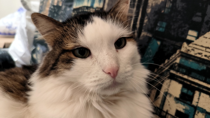 Саратовский врач вылечила гомеопатией кота от косоглазия после кастрации