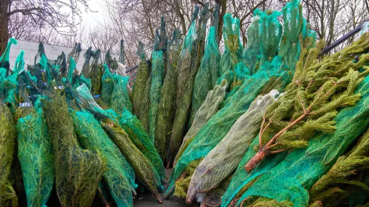 На елочных базарах Москвы рассказали, как правильно выбрать дерево