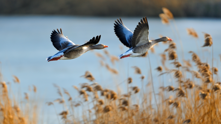 Охотников в Новосибирской области предупредили о новых запретах