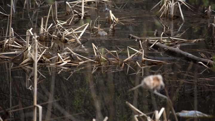 В Северной Ирландии в болоте нашли останки умершего более 2 тысяч лет назад подростка
