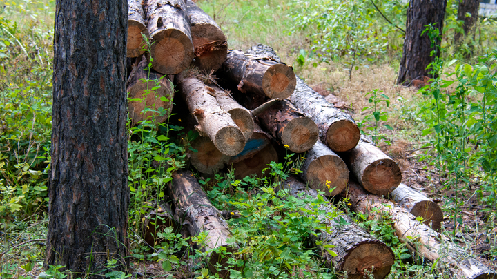 В Центральном парке Владимира уничтожают деревья