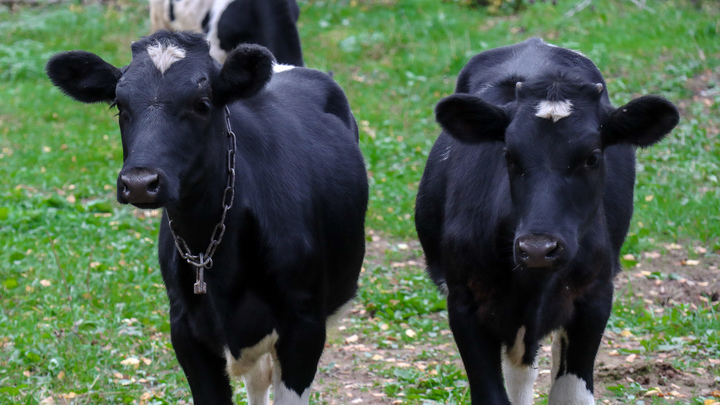 Власти Молдавии решили - нужно поднимать сельское хозяйство, но знают ли про это фермеры?