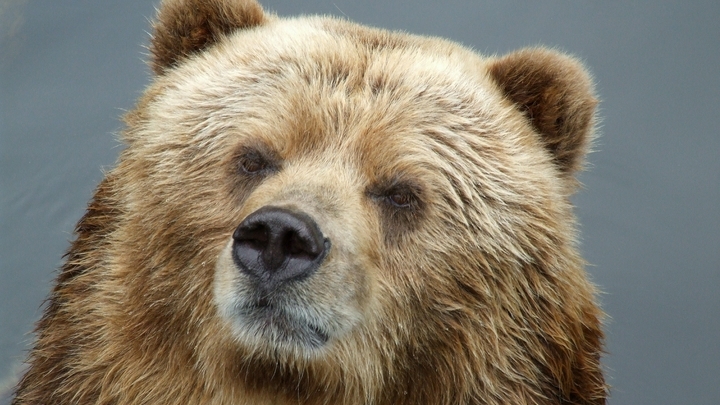 В США туристы избежали нападения медведя благодаря козлам