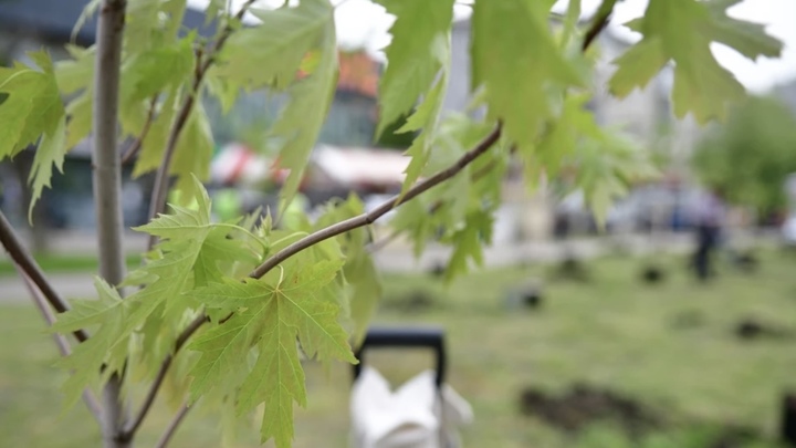 В Краснодаре на Гагаринском бульваре заложили аллею клёнов
