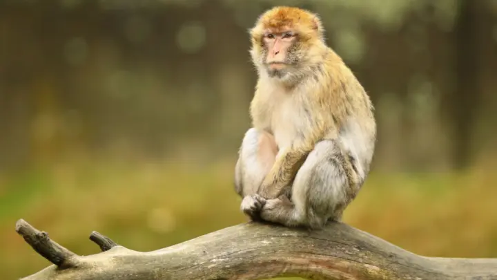 Детёныш макаки прославил зоопарк в Японии и привлёк тысячи гостей