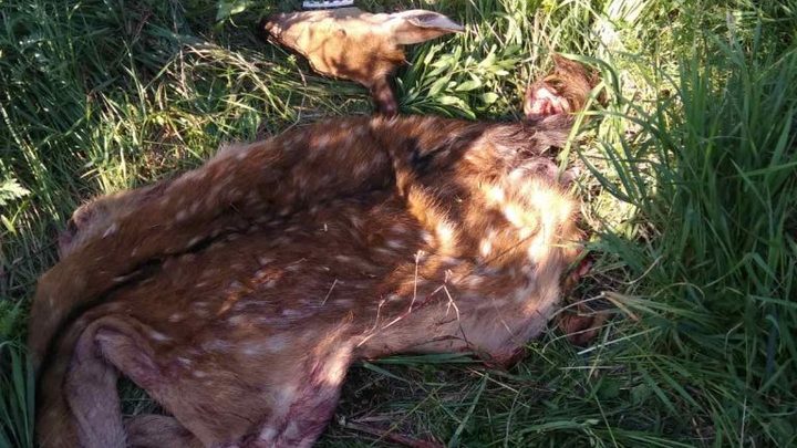 За убитого пятнистого оленя самарский браконьер заплатит 300 тысяч рублей