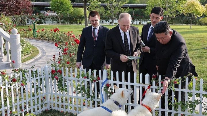 Собаки, подаренные Владимиру Путину Ким Чен Ыном, будут жить в Москве