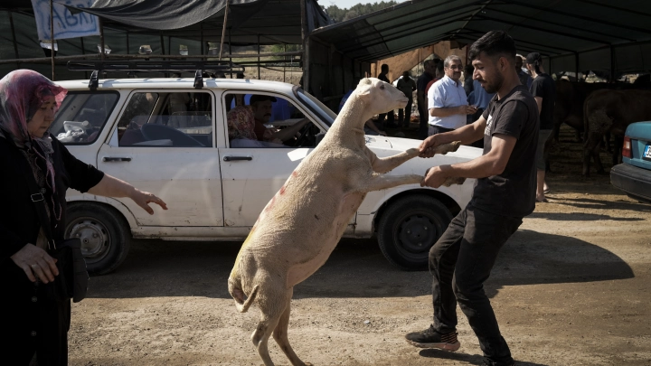 Один день – 14 тысяч пострадавших: В Турции подвели итоги Курбан-байрама