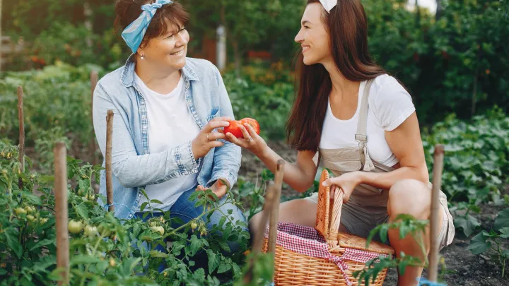 Ускоренный темп выведения: китайские учёные нашли новый подход к гибридным сортам картофеля Учёные провели полевые испытания одного из вывед