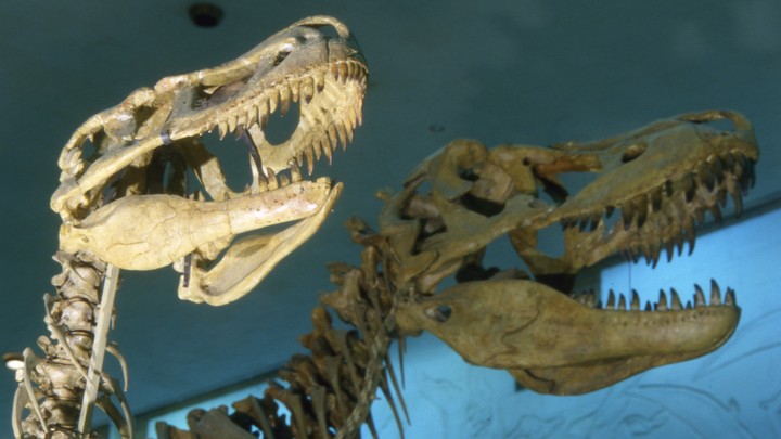 1 июня во Владимире пройдет телемост «День Юрского периода»