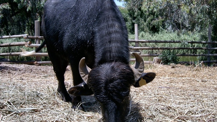 Разъярённый бык насмерть забодал женщину под Курском