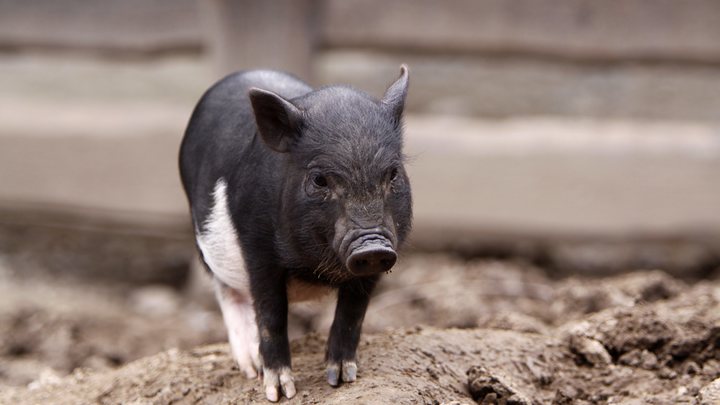 Поросёночка на всех не хватит: Ян Арт объяснил, что происходит с бюджетом России