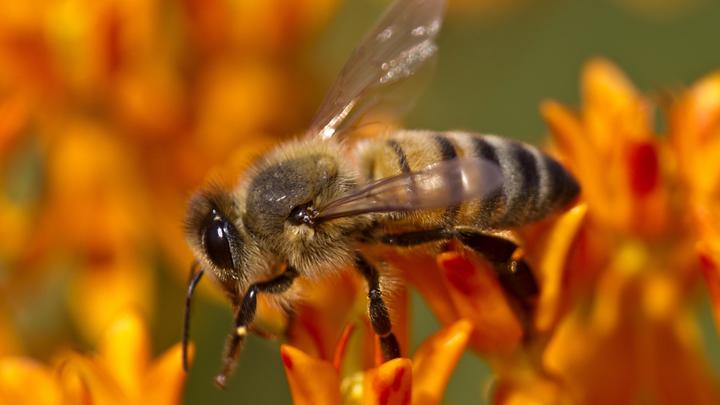 Рой пчёл облепил велосипед курьера в Москве. Не помогли даже спасатели
