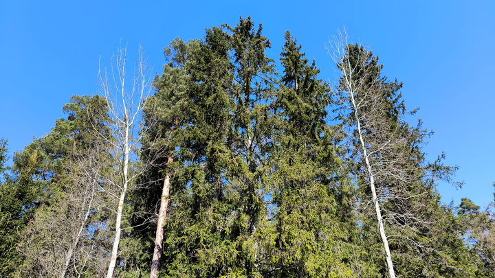 Стало известно, когда откроют парк Каменка в Новосибирске