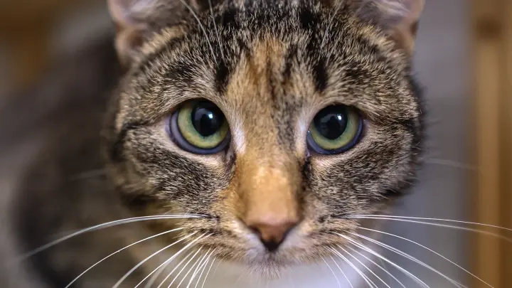 Без кота и жизнь не та: Феня прыгнула с пятого этажа и доказала, что у кошек девять жизней