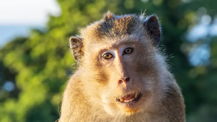 Букет инфекционных болезней. Сбежавшие заражённые обезьяны держат в страхе целый округ в США