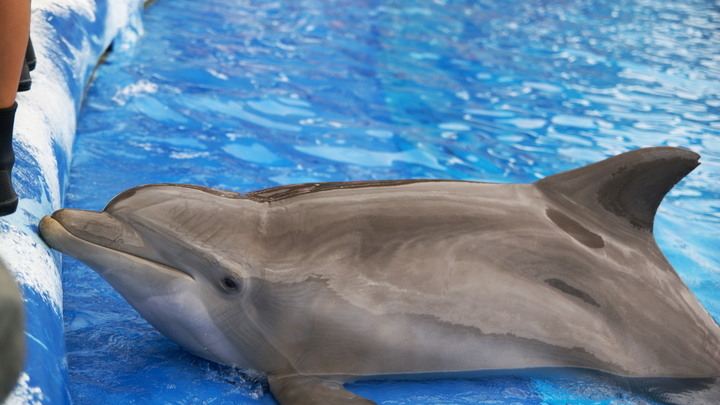 В дикой природе не выживут: Выброшенных в море дельфинов спасают