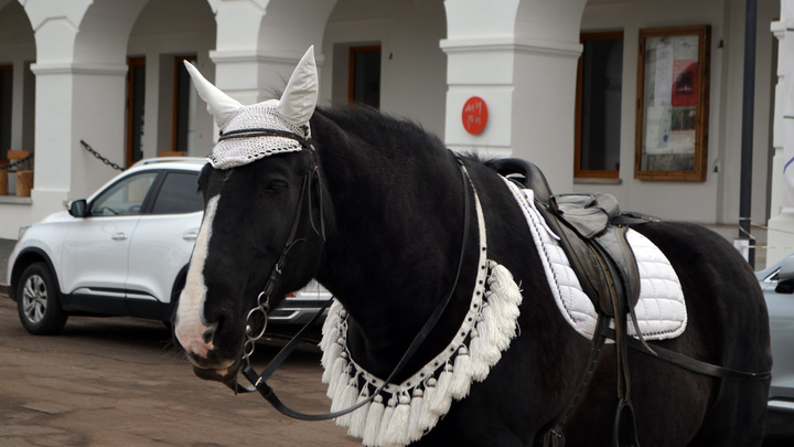 В Муроме из-за падения девочки с лошади возбуждено уголовное дело