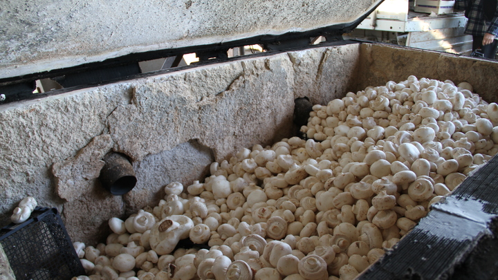 В Краснодаре уничтожили 1 411 кг санкционных груш и грибов