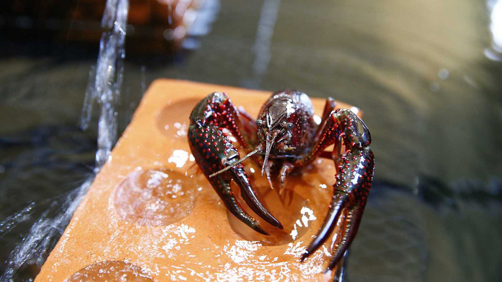 Новое предприятие по разведению раков на Кубани будет выдавать по 250 тонн в год