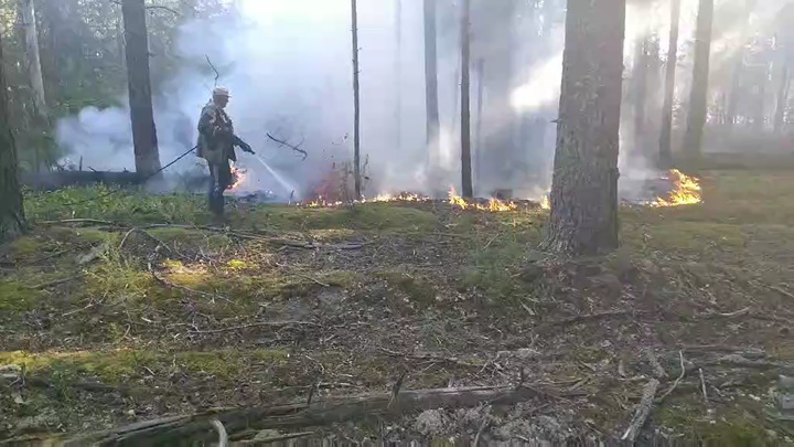 В Пестяковском районе произошел лесной низовой пожар