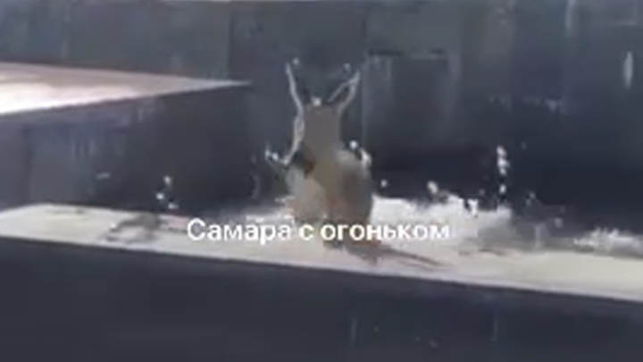 Косуля искупалась в фонтане в центре Самары